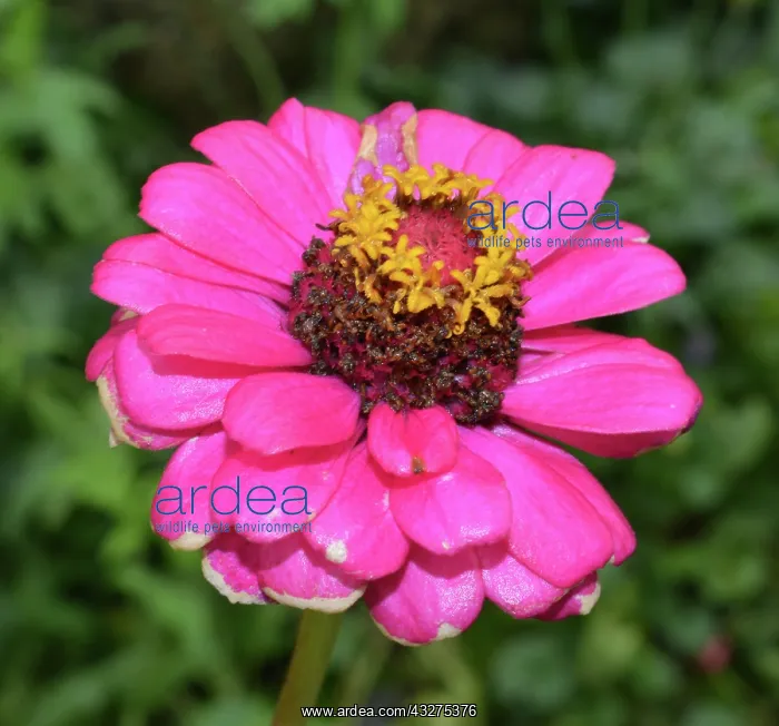 : Zinnia flower used for horticultural therapy : Zinnia flower used for horticultural therapy