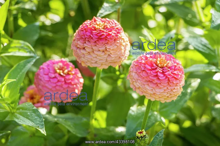 : Zinnia Oklahoma Salmon, Zinnia elegans Oklahoma : Zinnia Oklahoma Salmon, Zinnia elegans Oklahoma