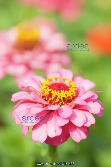 : Zinnia, Zinnia elegans, A bright pink flower showing : Zinnia, Zinnia elegans, A bright pink flower showing