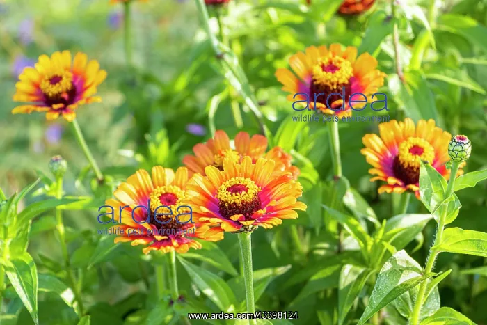 : Zinnia Zowie, Zinnia elegans Zowie, flowers : Zinnia Zowie, Zinnia elegans Zowie, flowers