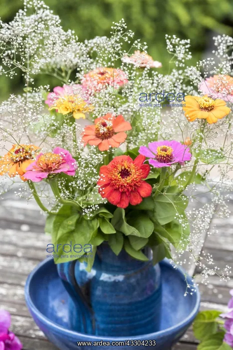: Zinnias bouquet on a garden table : Zinnias bouquet on a garden table