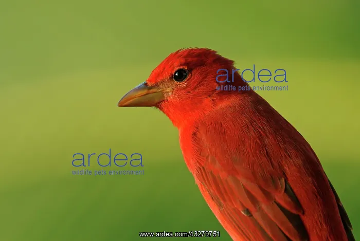: Zinnobertangare (Piranga flava) sits on branch : Zinnobertangare (Piranga flava) sits on branch