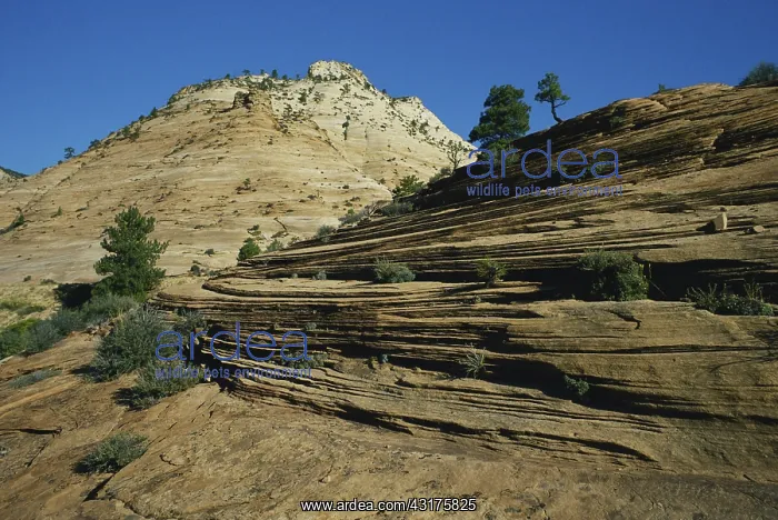: Zion National Park, Utah : Zion National Park, Utah
