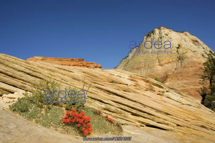 : Zion Slickrock Paintbrush : Zion Slickrock Paintbrush