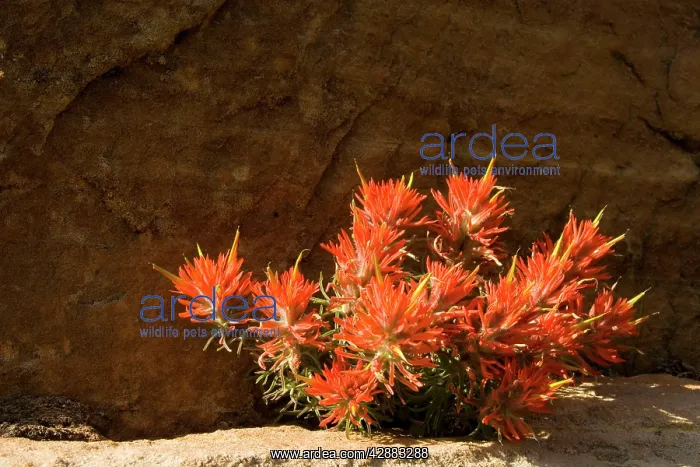 : Zion Slickrock Paintbrush : Zion Slickrock Paintbrush