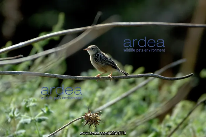 : Zitting Cisticola : Zitting Cisticola