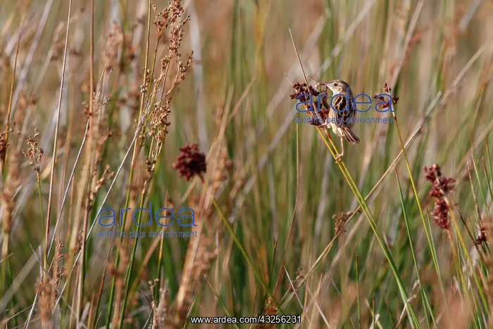 : Zitting Cisticola (Cisticola juncidis), Casse de : Zitting Cisticola (Cisticola juncidis), Casse de