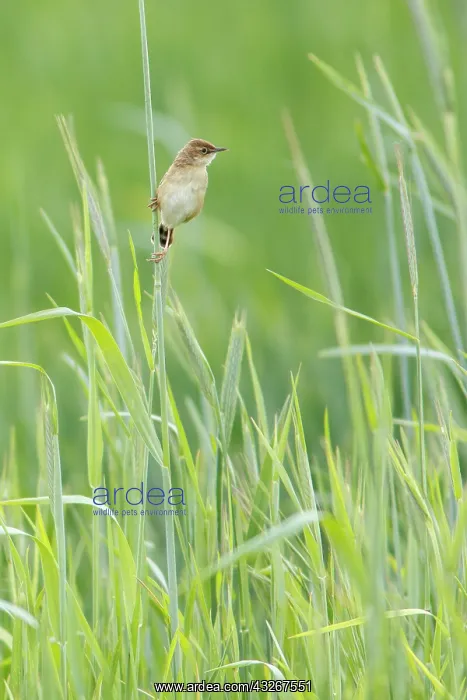 : Zitting cisticola (Cisticola juncidis) - on cereal : Zitting cisticola (Cisticola juncidis) - on cereal