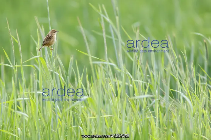 : Zitting cisticola (Cisticola juncidis) - on cereal field - G : Zitting cisticola (Cisticola juncidis) - on cereal field - G