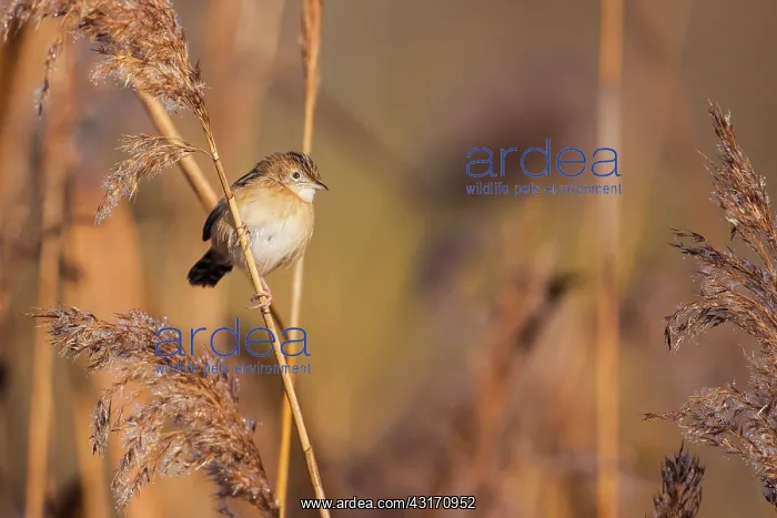 : Zitting Cisticola (Cisticola juncidis) on a reed : Zitting Cisticola (Cisticola juncidis) on a reed