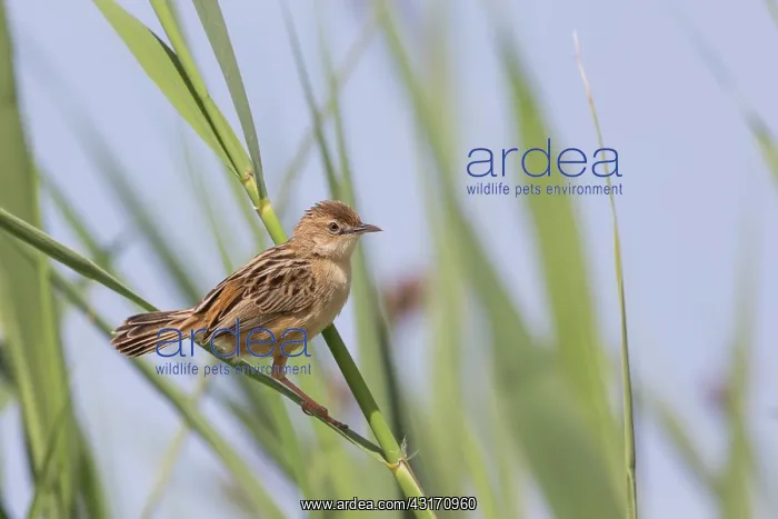 : Zitting Cisticola (Cisticola juncidis) on a reed : Zitting Cisticola (Cisticola juncidis) on a reed