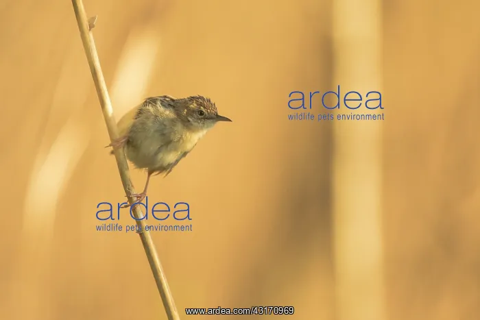 : Zitting Cisticola (Cisticola juncidis) on a reed : Zitting Cisticola (Cisticola juncidis) on a reed