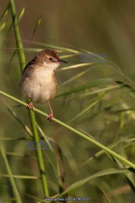 : Zitting Cisticola - in habitat : Zitting Cisticola - in habitat
