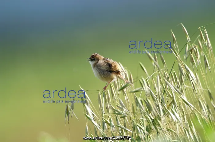 : Zitting Cisticola - Singing, March : Zitting Cisticola - Singing, March
