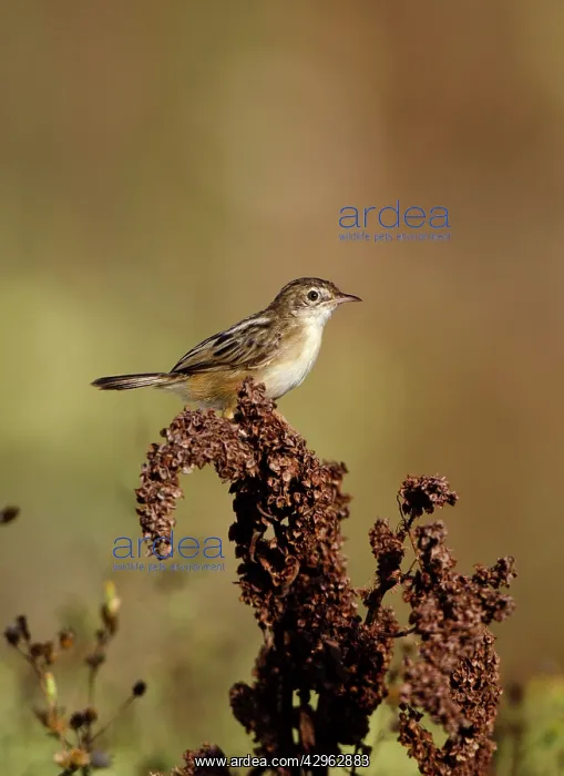 : Zitting Cisticola / Streaked Fan-tailed Warbler : Zitting Cisticola / Streaked Fan-tailed Warbler