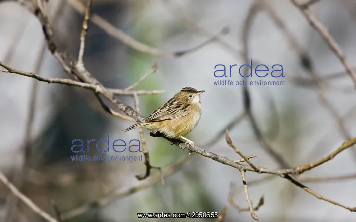 : Zitting Cisticola / Streaked Fantail Warbler - perched : Zitting Cisticola / Streaked Fantail Warbler - perched