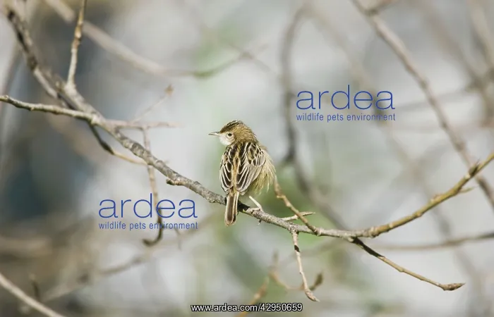 : Zitting Cisticola / Streaked Fantail Warbler - perched : Zitting Cisticola / Streaked Fantail Warbler - perched