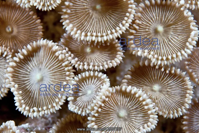 : Zoanthids (Protopalythoa sp.). Maldives : Zoanthids (Protopalythoa sp.). Maldives