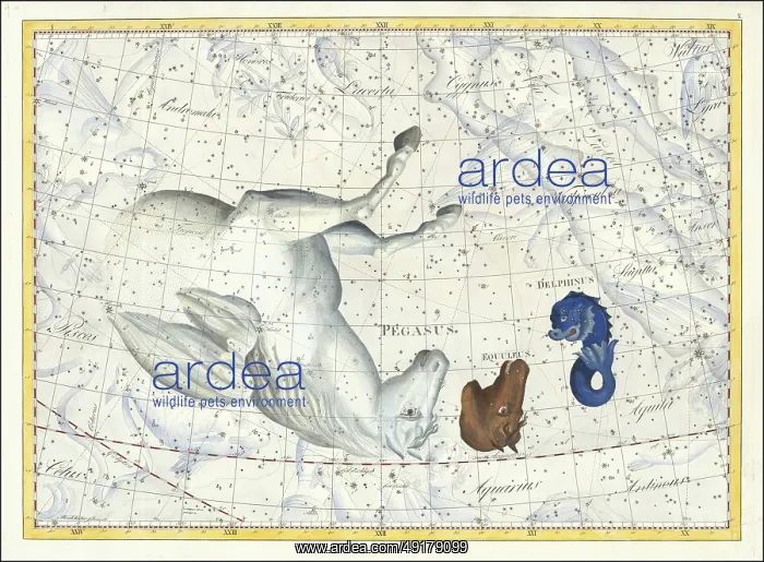 : Zodiac sign, constellation, Pegasus : Zodiac sign, constellation, Pegasus