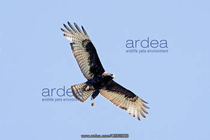 : Zone-tailed Hawk in flight : Zone-tailed Hawk in flight