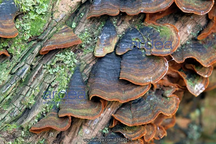 : Many Zoned Polypore : Many Zoned Polypore