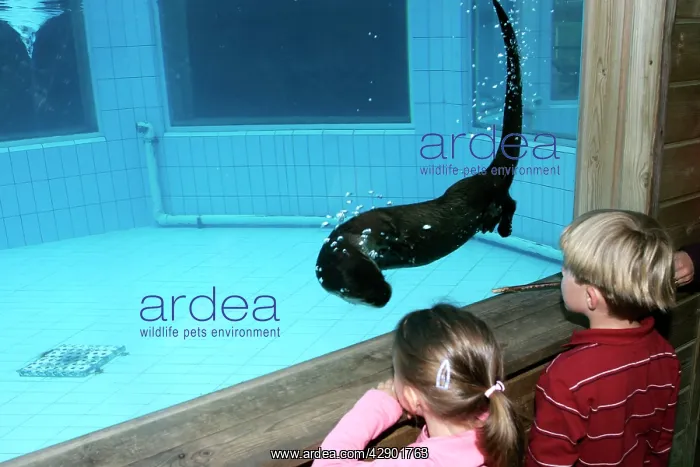 : Zoo - Children watching Northern River Otter swimming : Zoo - Children watching Northern River Otter swimming