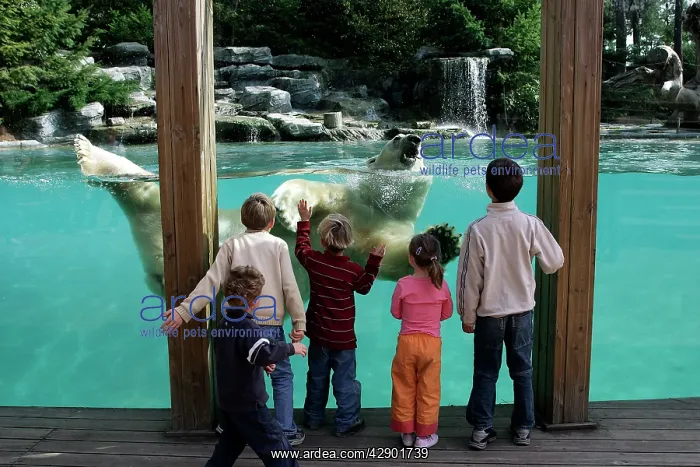 : Zoo - Children watching Polar Bear swimming in pool at zoo : Zoo - Children watching Polar Bear swimming in pool at zoo