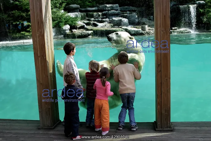 : Zoo - Children watching Polar Bear swimming in pool at zoo : Zoo - Children watching Polar Bear swimming in pool at zoo