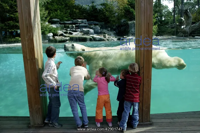 : Zoo - Children watching Polar Bear swimming in pool at zoo : Zoo - Children watching Polar Bear swimming in pool at zoo