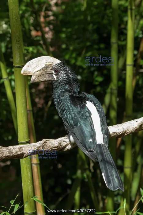 : zoo of Doue La Fontaine : zoo of Doue La Fontaine