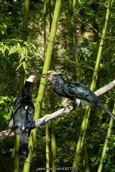 : zoo of Doue La Fontaine : zoo of Doue La Fontaine