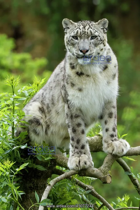 : zoo of Doue La Fontaine : zoo of Doue La Fontaine