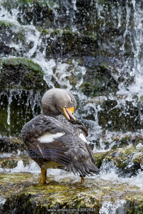 : zoo of Doue La Fontaine : zoo of Doue La Fontaine
