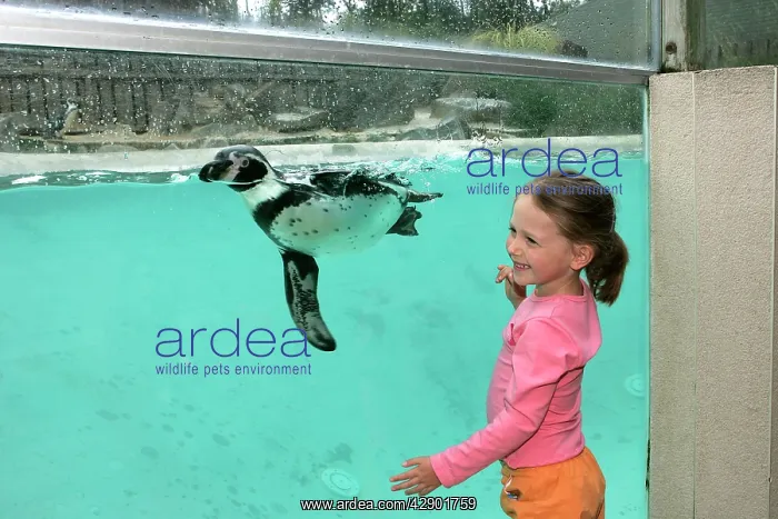 : Zoo - Girl watching Humboldt penguin swimming in : Zoo - Girl watching Humboldt penguin swimming in