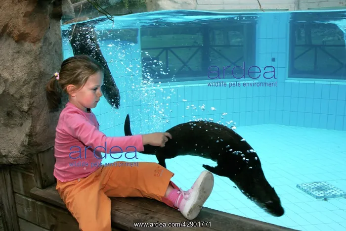 : Zoo - girl watching Northern River Otter swimming : Zoo - girl watching Northern River Otter swimming