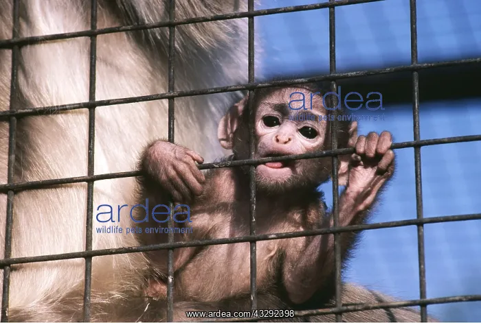 : ZOO - Hanuman Langur Monkey, distressed baby clinging : ZOO - Hanuman Langur Monkey, distressed baby clinging