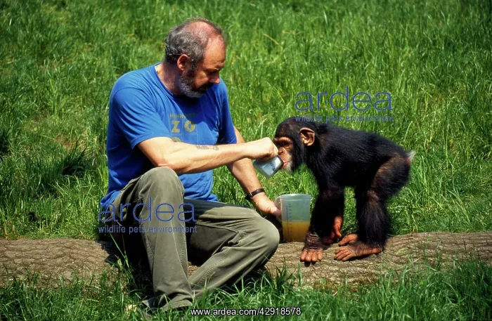 : ZOO - KEEPER WITH CHIMPANZEE : ZOO - KEEPER WITH CHIMPANZEE