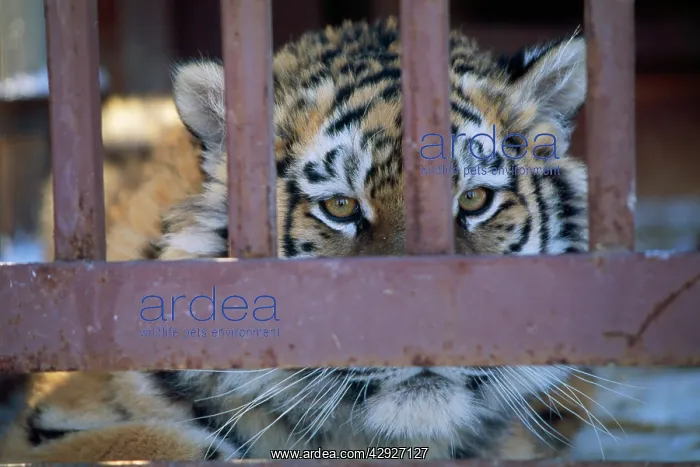 : ZOO - Young Tiger in a Cage, young female, close up to bars : ZOO - Young Tiger in a Cage, young female, close up to bars