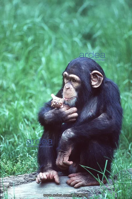 : ZOO - young Western CHIMPANZEE with Ice-cream : ZOO - young Western CHIMPANZEE with Ice-cream