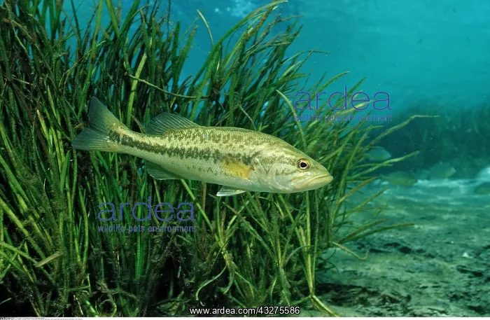 : Zoologie, Fische, Forellenbarsch, Micropterus salmoides : Zoologie, Fische, Forellenbarsch, Micropterus salmoides