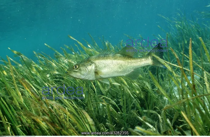 : Zoologie, Fische, Forellenbarsch, Micropterus salmoides : Zoologie, Fische, Forellenbarsch, Micropterus salmoides