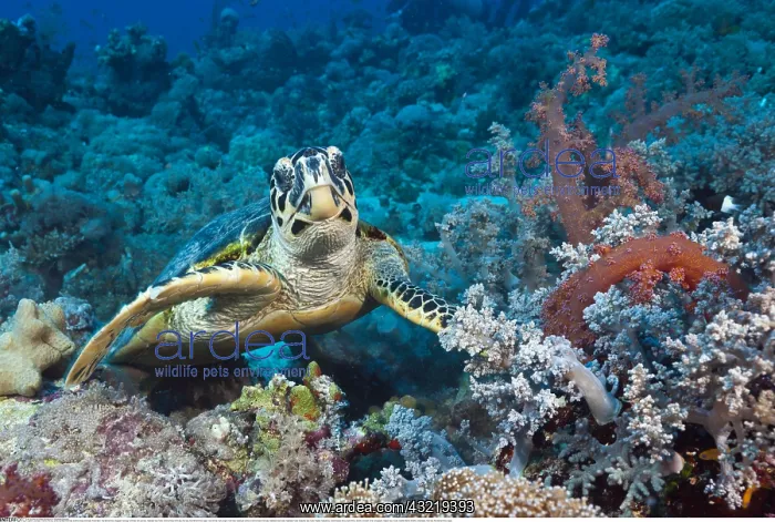 : Zoologie, Fische (Pisces), Echte Karettschildkroete : Zoologie, Fische (Pisces), Echte Karettschildkroete