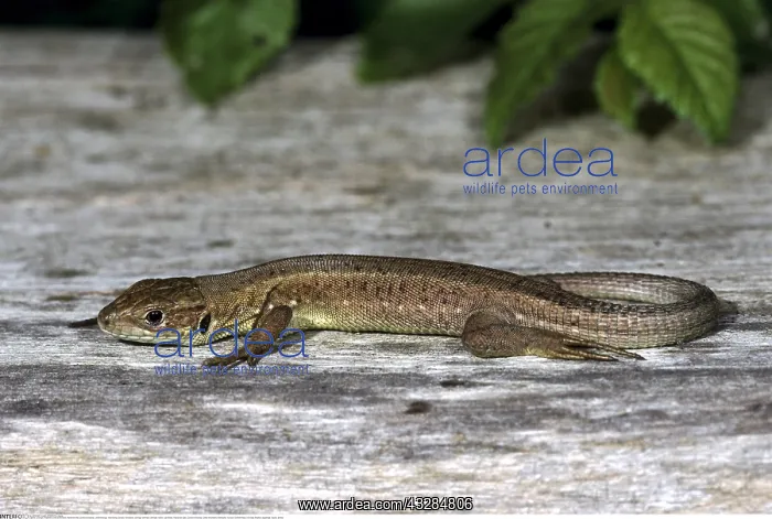 : Zoologie, Reptilien, Echte Eidechsen, Waldeidechse : Zoologie, Reptilien, Echte Eidechsen, Waldeidechse