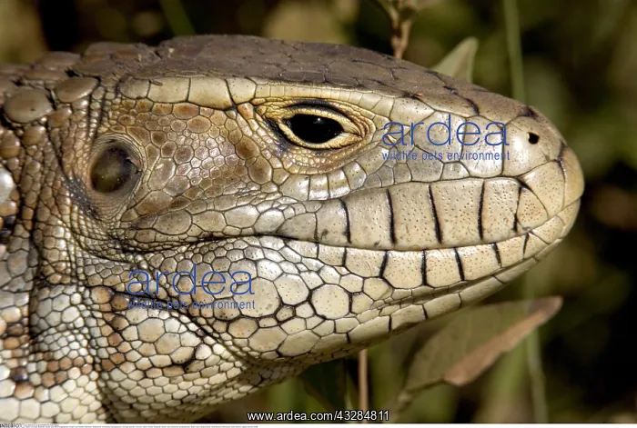 : Zoologie, Reptilien, Teiidae, Dracaena paraguayensis : Zoologie, Reptilien, Teiidae, Dracaena paraguayensis