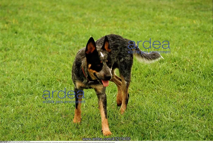 : Zoologie, Sugetiere, Hunde, (Canis lupus familiaris) : Zoologie, Sugetiere, Hunde, (Canis lupus familiaris)
