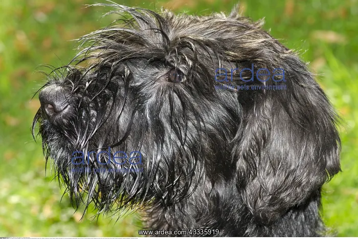 : Zoologie, S??ugetiere, Hunde (Canis lupus familiaris) : Zoologie, S??ugetiere, Hunde (Canis lupus familiaris)