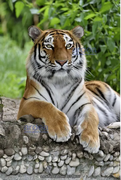 : Zoologie, S??ugetiere (Mammalia), Sibirischer Tiger : Zoologie, S??ugetiere (Mammalia), Sibirischer Tiger