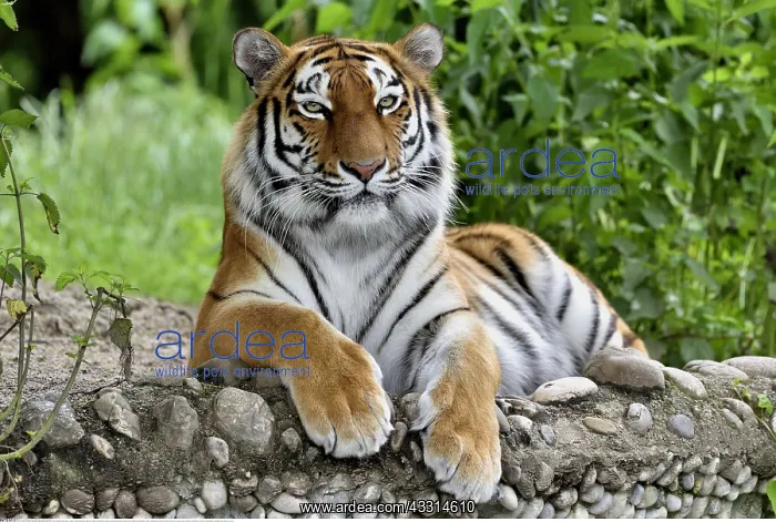 : Zoologie, S??ugetiere (Mammalia), Sibirischer Tiger : Zoologie, S??ugetiere (Mammalia), Sibirischer Tiger