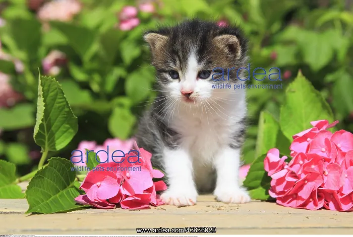 : Zoologie, S??ugetiere (Mammalia), K??tzchen, Haustier : Zoologie, S??ugetiere (Mammalia), K??tzchen, Haustier