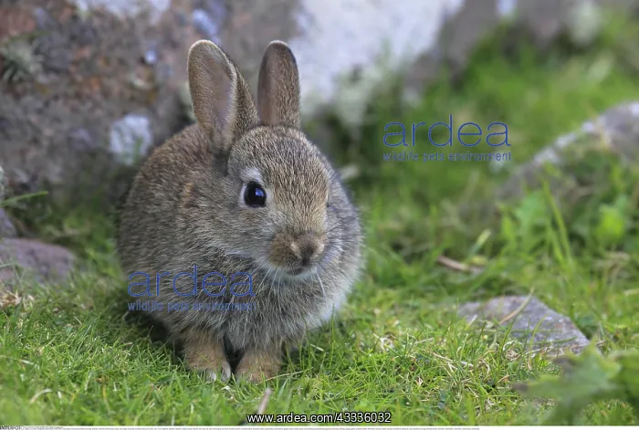: Zoologie, S??ugetiere (Mammalia), Kaninchen, Oryclolagus : Zoologie, S??ugetiere (Mammalia), Kaninchen, Oryclolagus